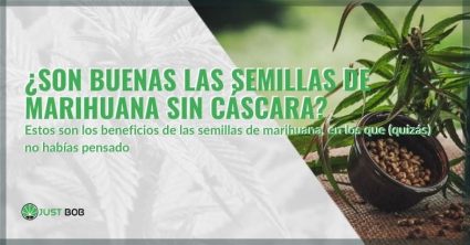 ¿Son beneficiosas las semillas de cáñamo descascarilladas? | Justbob