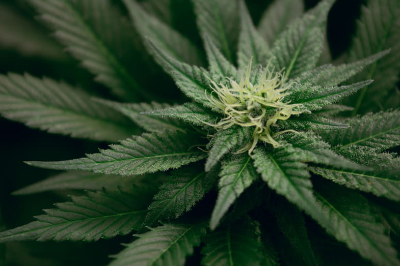 Marihuana en flor | Justbob