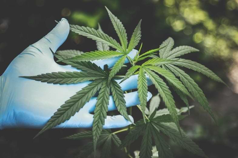 Planta de cannabis | Justbob