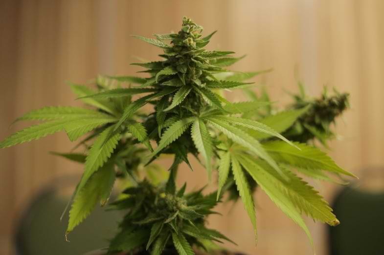 Planta de cannabis | Justbob