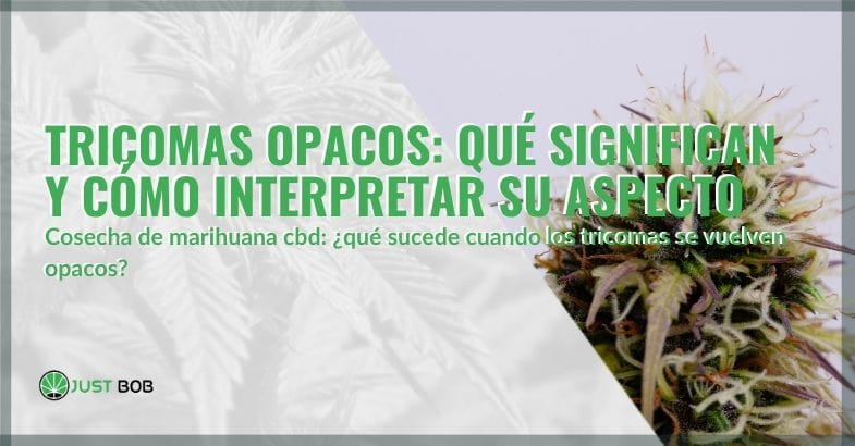 Qué significa que los tricomas sean opacos | Justbob