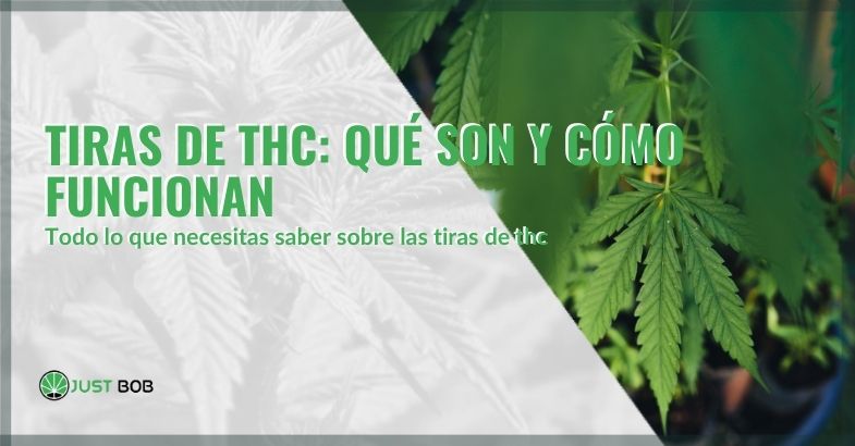 Qué son las tiras de THC | Justbob