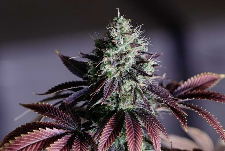 Tiras de THC | Justbob