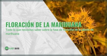 Todo sobre la fase de floración de la marihuana| Justbob