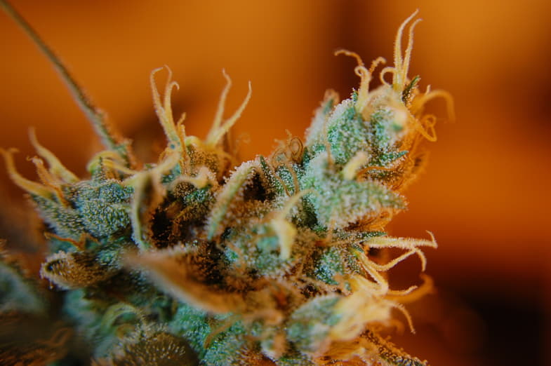 Los terpenos contribuyen al sabor y al olor del cannabis | Justbob 