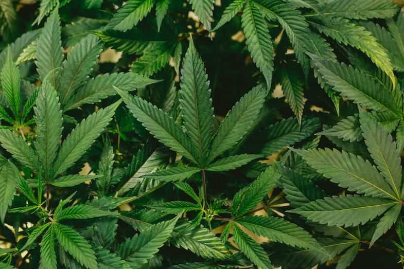 Cannabis-breeding | Justbob 