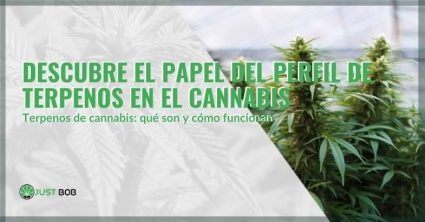 Papel del perfil de terpenos del cannabis | Justbob