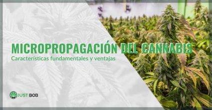 Características de la micropropagación del cannabis | Justbob