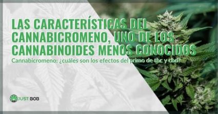 Las características del cannabicromeno | Justbob