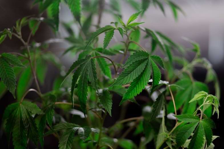 Concentrados de cannabis | Justbob 