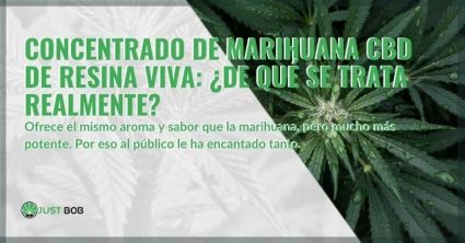 Concentrado de resina viva de cannabis: ¿qué es? | Justbob