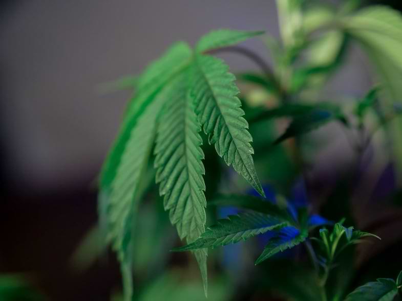 Concentrados de cannabis | Justbob 