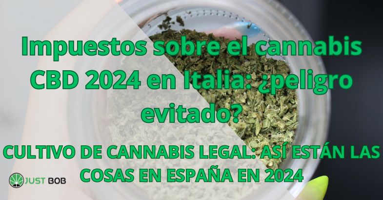 Impuestos sobre el cannabis CBD 2024