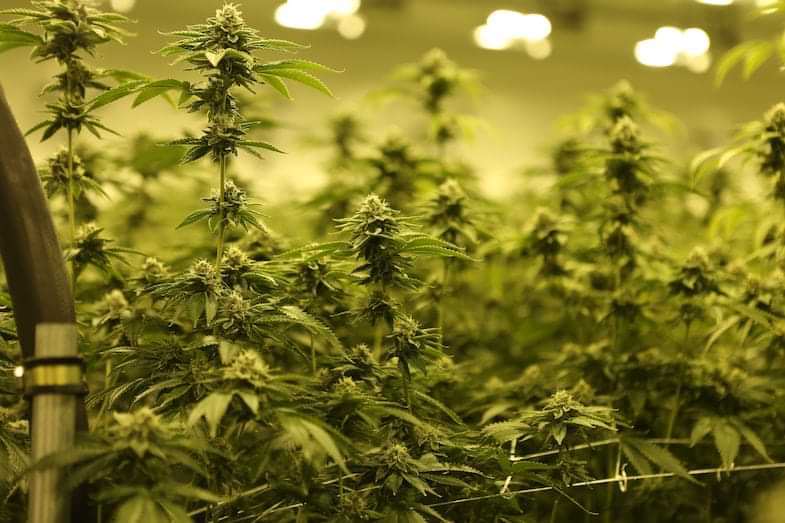 Micropropagación del cannabis | Justbob 