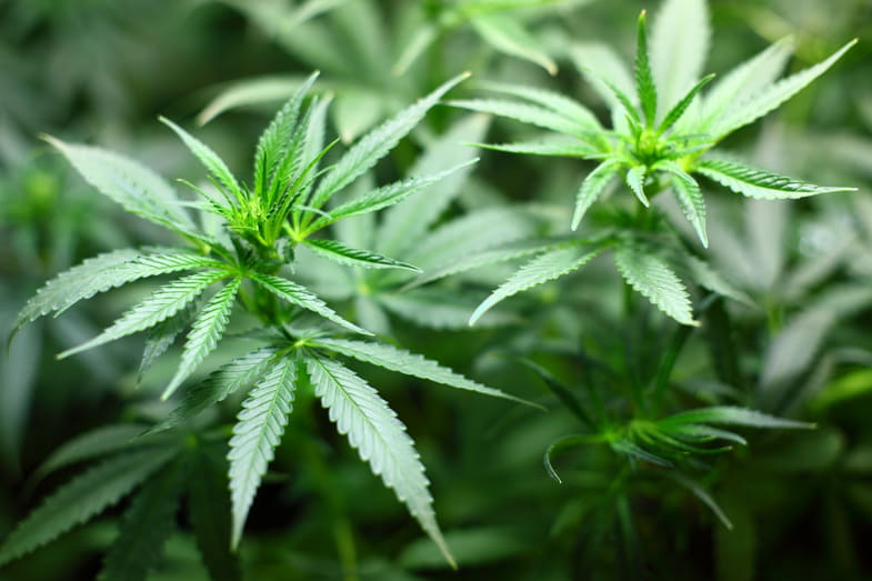 Planta de cannabis tras intervención por hojas amarillas | Justbob