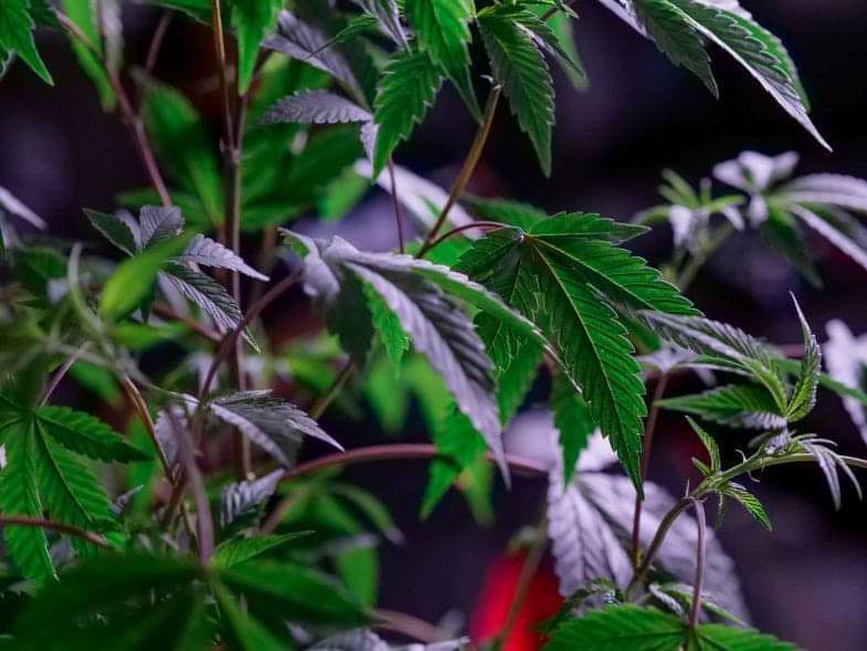 Plantas parecidas al cannabis | Justbob