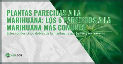 Plantas parecidas al cannabis | Justbob