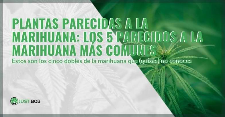 Plantas parecidas al cannabis | Justbob