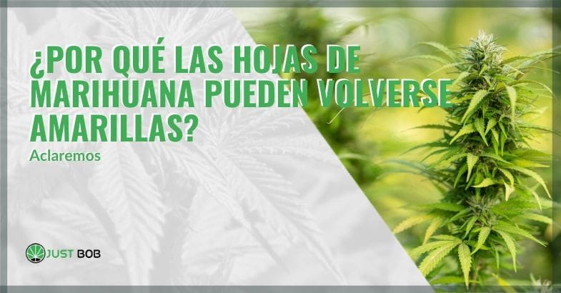 Por qué amarillean las hojas de cannabis | Justbob