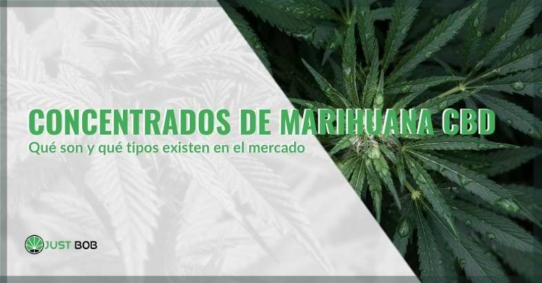 Qué son los concentrados de cannabis | Justbob