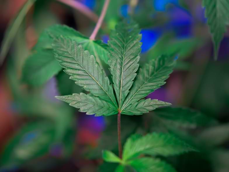 Plantas parecidas al cannabis | Justbob