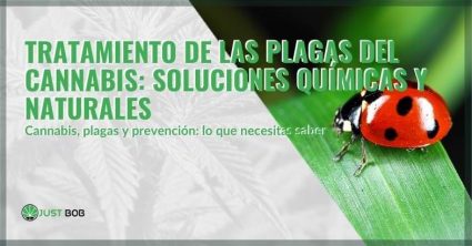 El tratamiento de las plagas del cannabis | Justbob