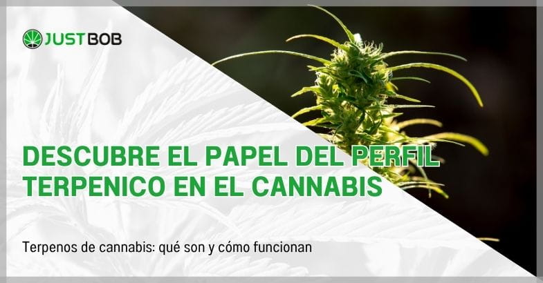 Descubre el papel del perfil terpenico en el cannabis