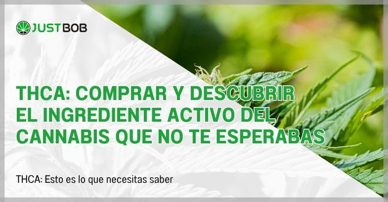 THCA: comprar y descubrir el ingrediente activo del cannabis que no te esperabas