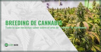 Todo sobre cannabis breeding | Justbob