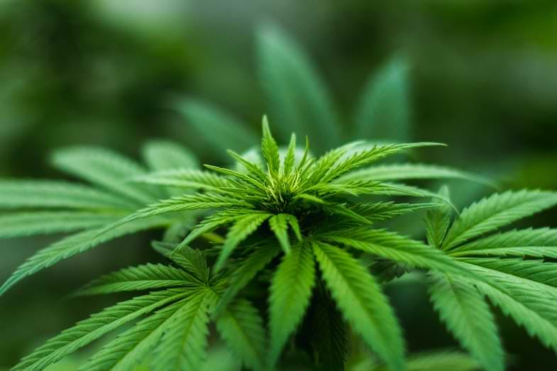 fase luminosa de la fotosintesis para el cultivo de cannabis | Justbob