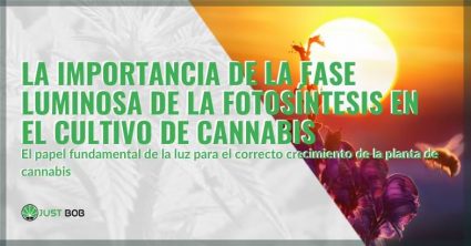 fase luminosa de la fotosintesis para el cultivo de cannabis | Justbob