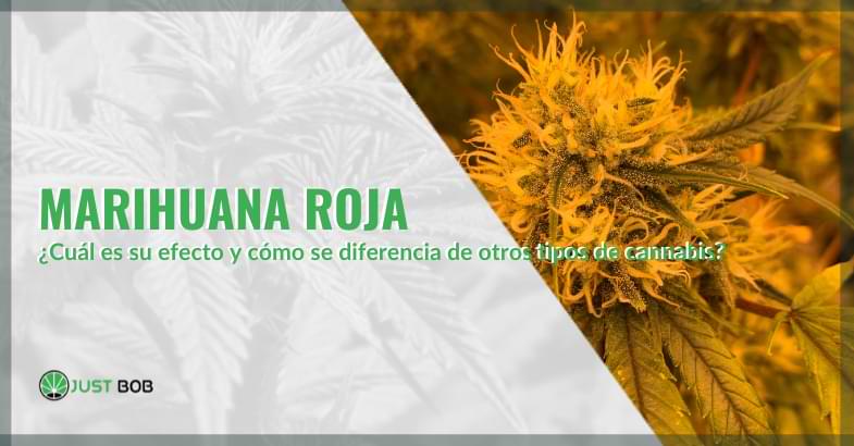 marihuana roja | Justbob