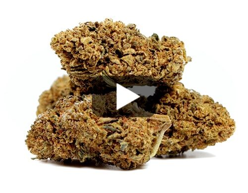marihuana-sin-thc-amnesia-cbd-boost