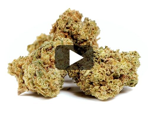 marihuana-sin-thc-gelato-cbd-boost