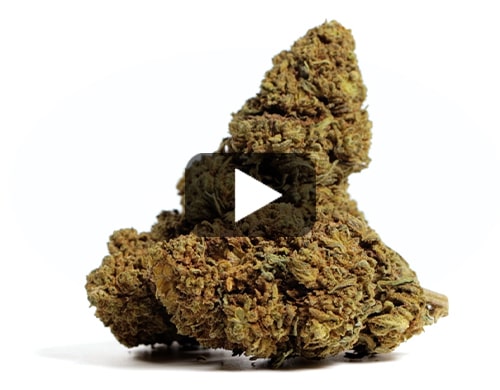 marihuana-sin-thc-mango-cbd-boost marihuana sin thc Mango CBD Boost