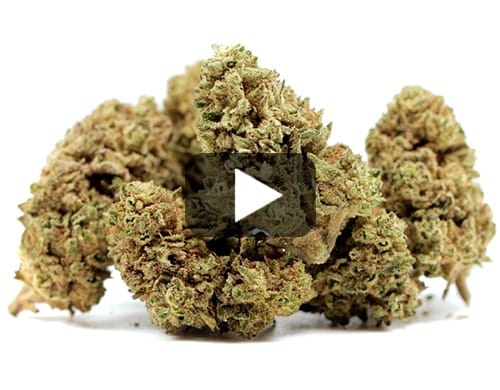 MELON KUSH - Imagen 3