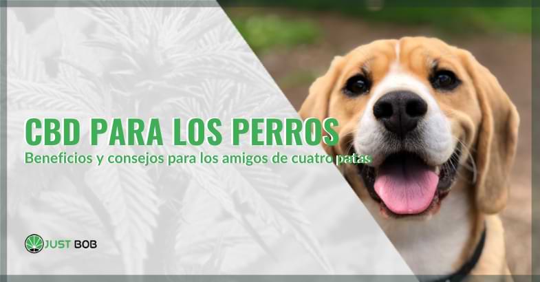 cbd para los perros | Justbob