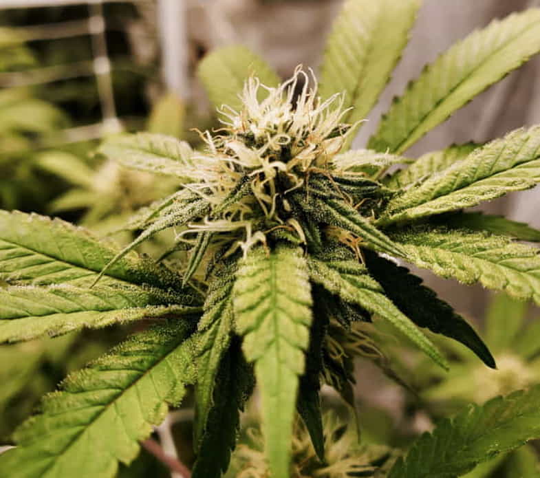 Flores de cannabis | Justbob