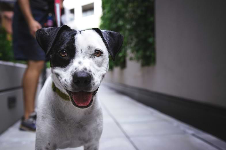 cbd para los perros | Justbob