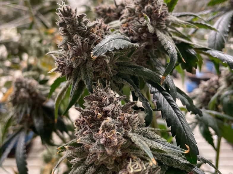 Planta de marihuana | Justbob