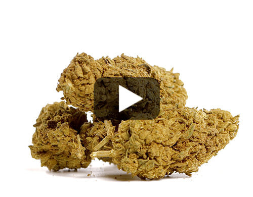 Anteprima video de Marihuana CBD skunk h4 cbd con alto contenido para uso legal