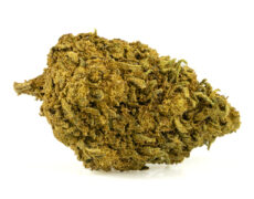 Primer plano de Marihuana CBD skunk h4 cbd de cultivo orgánico y sostenible