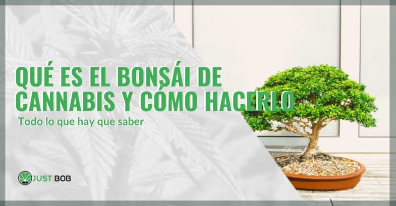 cannabis bonsái | Justbob