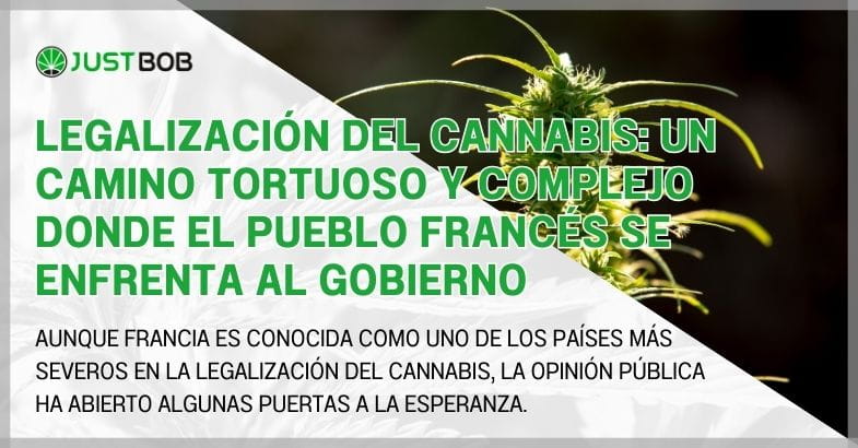 Legalización del cannabis: un camino tortuoso y complejo