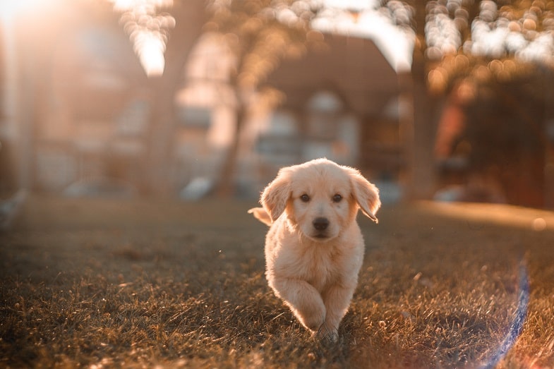 ¿ES EL HACHÍS DAÑINO PARA LOS PERROS?