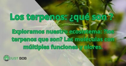 Los terpenos: ¿qué son ?