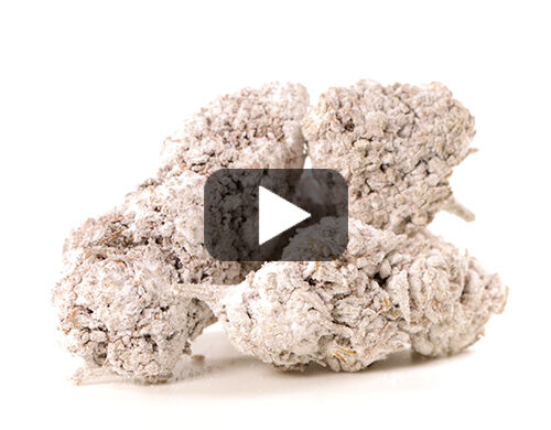 marihuana-sin-thc-og-super-boost