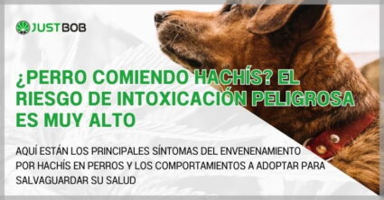 ¿Perro comiendo hachís? El riesgo de intoxicación peligrosa es muy alto