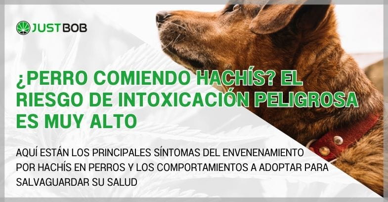 ¿Perro comiendo hachís? El riesgo de intoxicación peligrosa es muy alto
