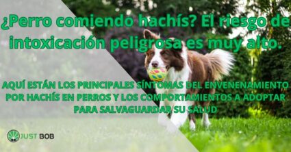 ¿Perro comiendo hachís? El riesgo de intoxicación peligrosa es muy alto.